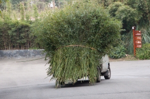 load of bamboo-1